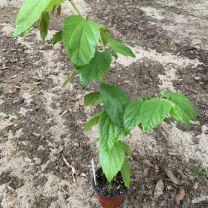 Yellow Fruited Jamaican Cherry (Strawberry Tree)