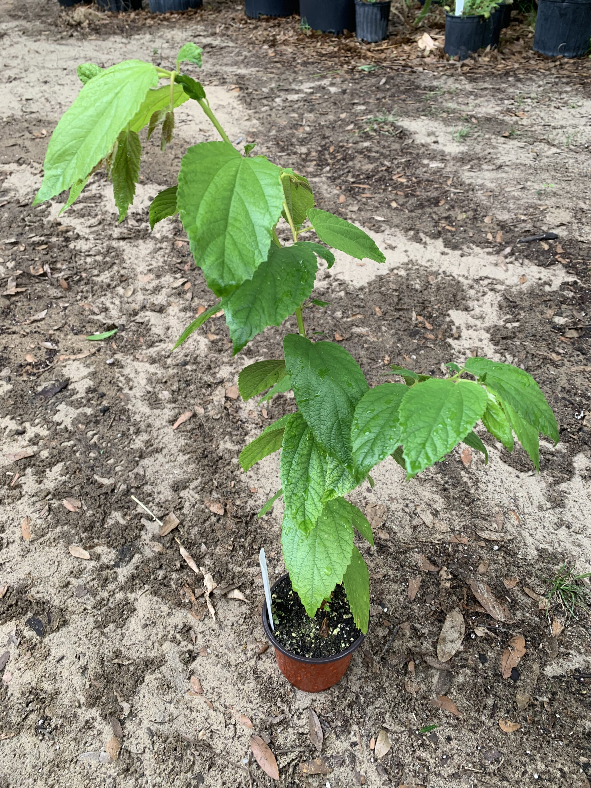 Yellow Fruited Jamaican Cherry (Strawberry Tree) - Cody Cove Farm & Nursery