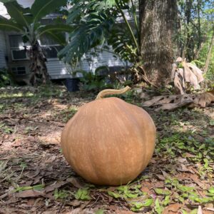 Seminole Pumpkin - Diverse Shape Population