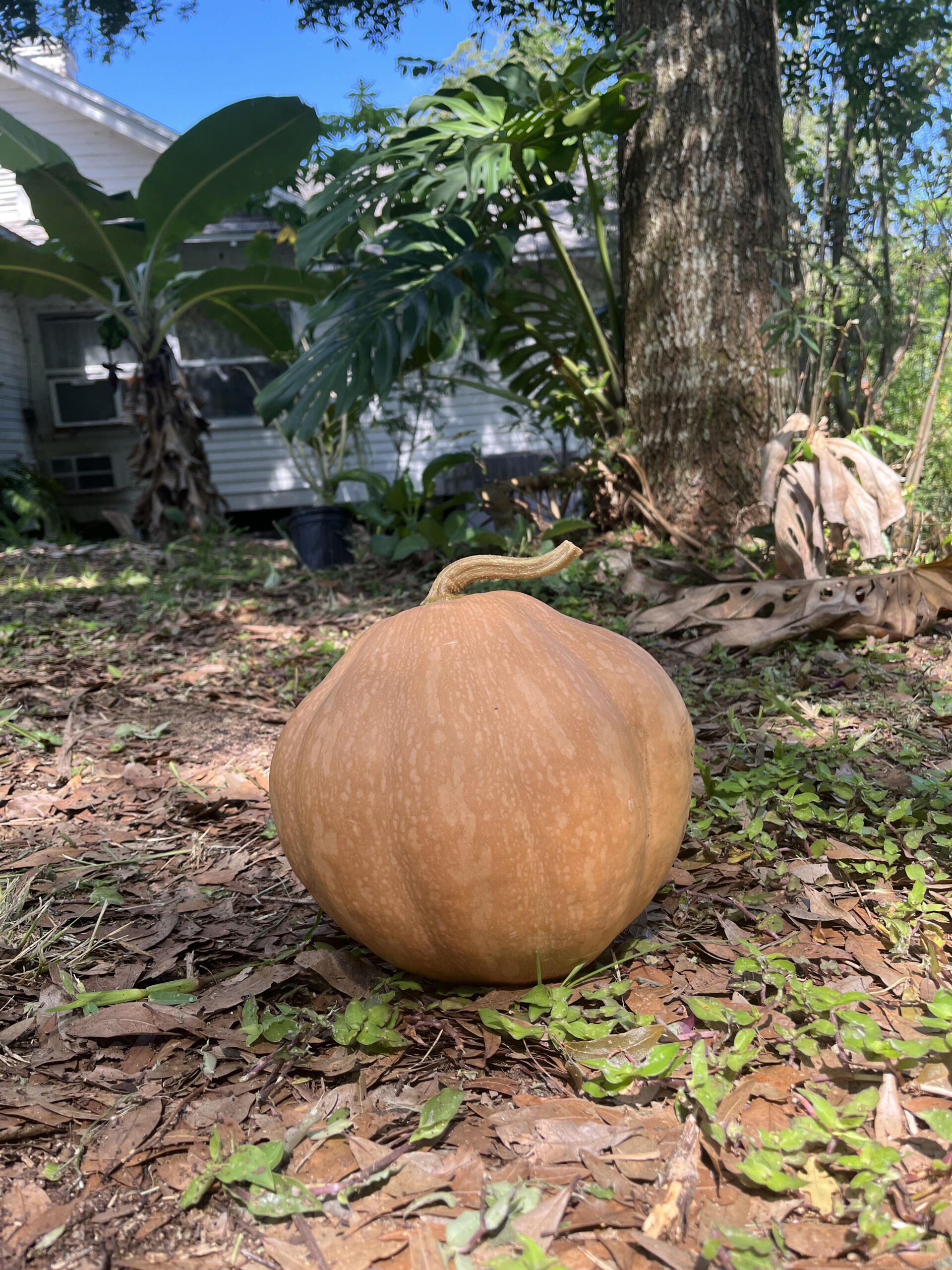 Seminole Pumpkin - Diverse Shape Population