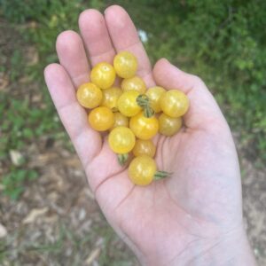 Yellow Everglades Tomato