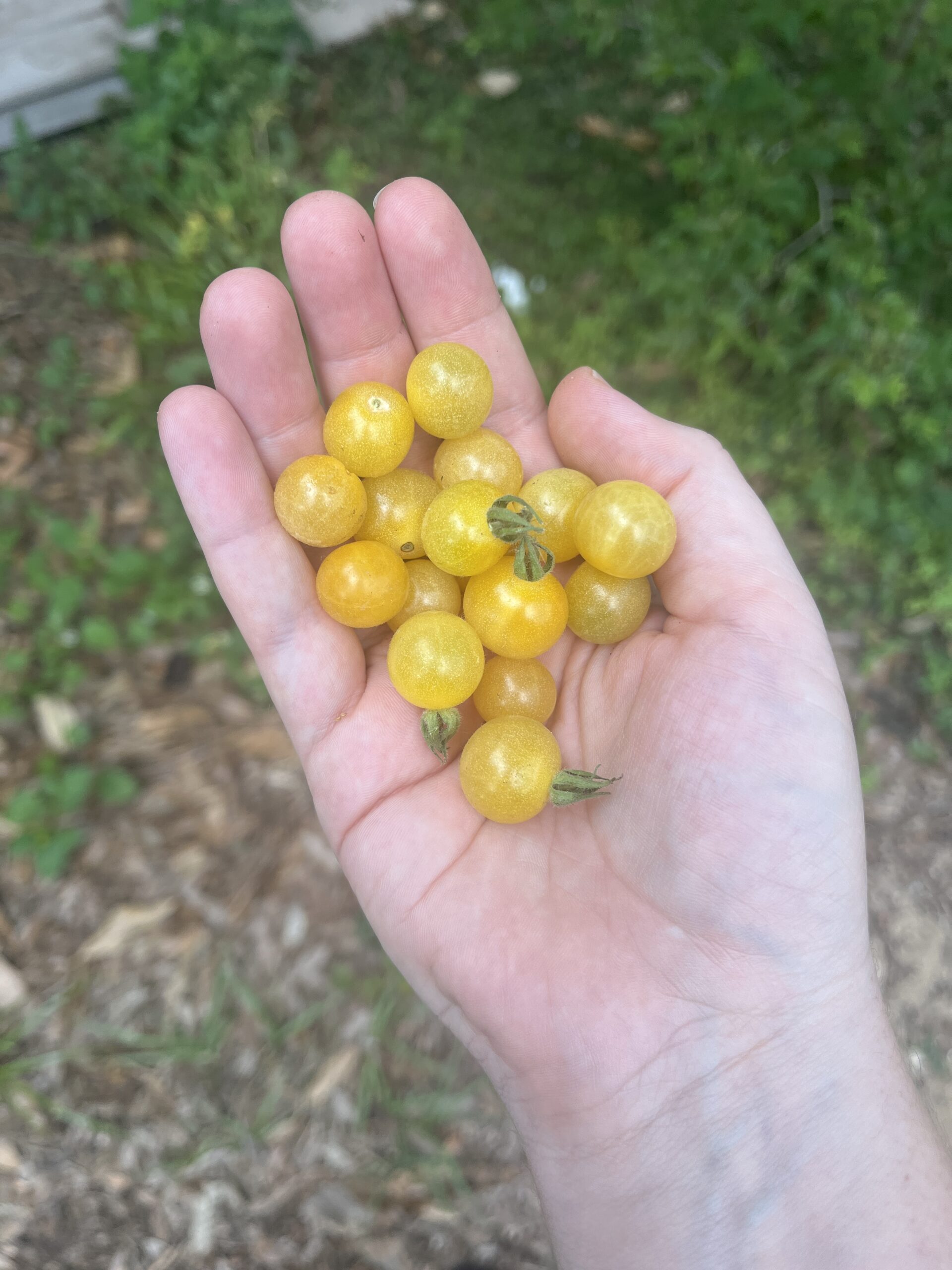 Yellow Everglades Tomato