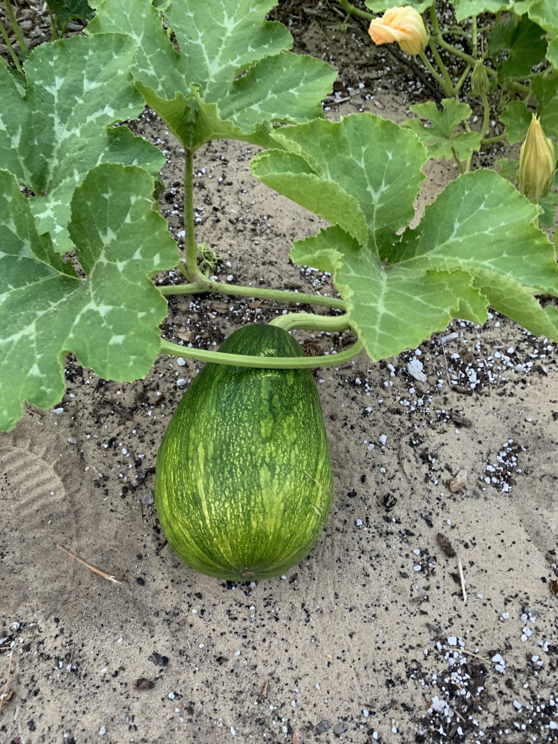 Seminole Pumpkin - Diverse Shape Population - Image 3