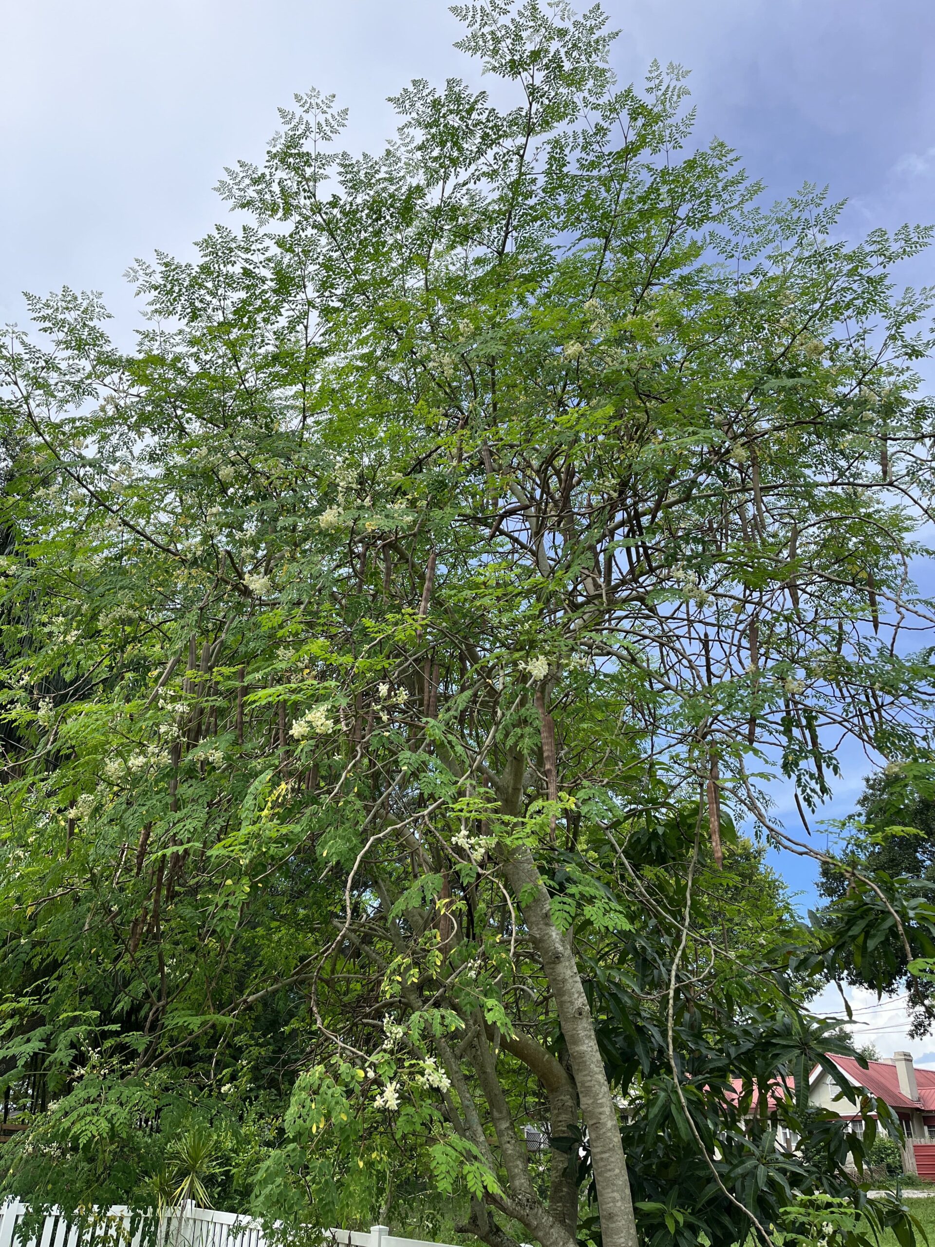 Moringa- Live Plant