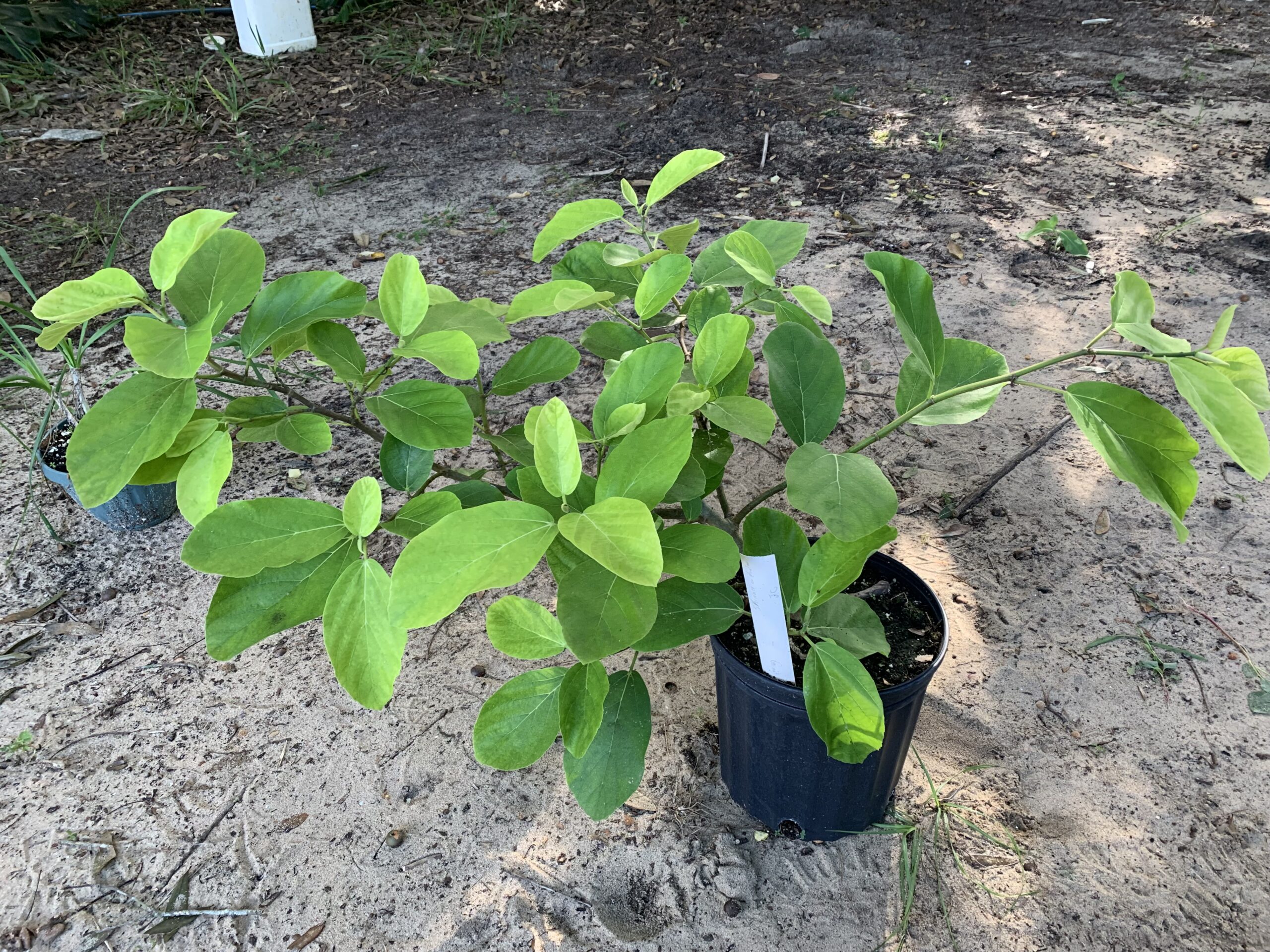 Ficus sycomorus- nematode resistant fig rootstock - Image 4