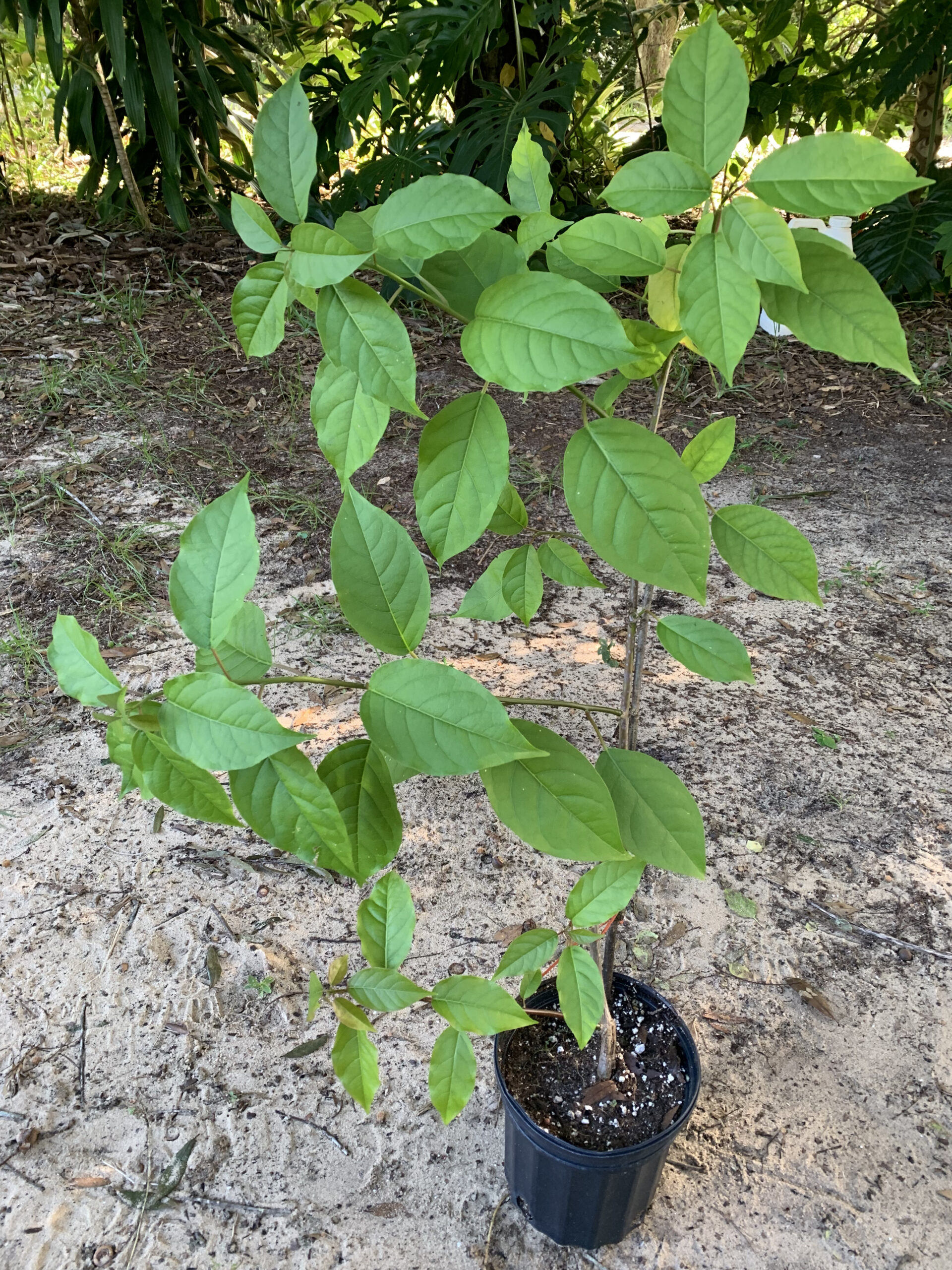 Haitian Basket Vine - Perennial Leafy Green with High Potential - Trichostigma octandrum - Live Plant - Image 3