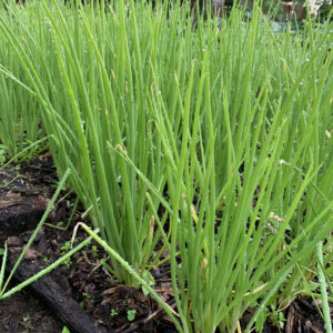 Akakai Onion - Tropical Dividing Onion - Hawaiian Heirloom - Dormant Bulbs