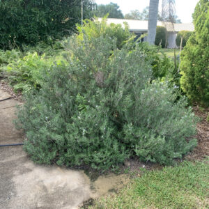 Farmer John's Florida Rosemary