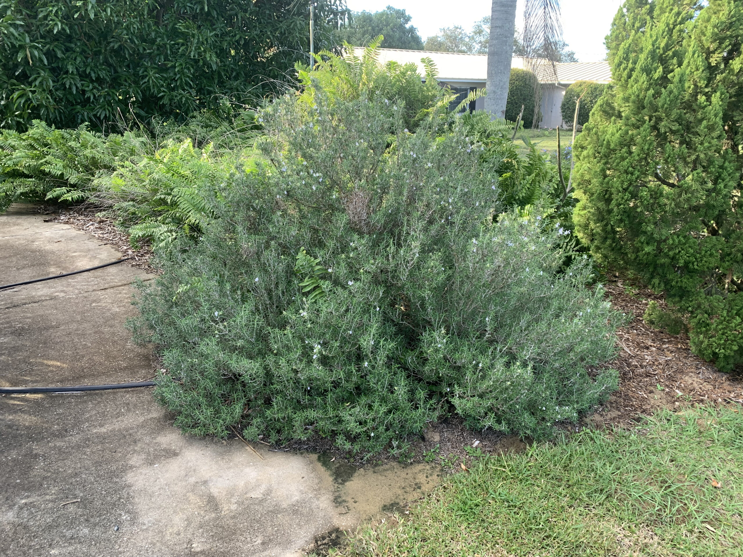 Farmer John’s Florida Rosemary - Cody Cove Farm & Nursery