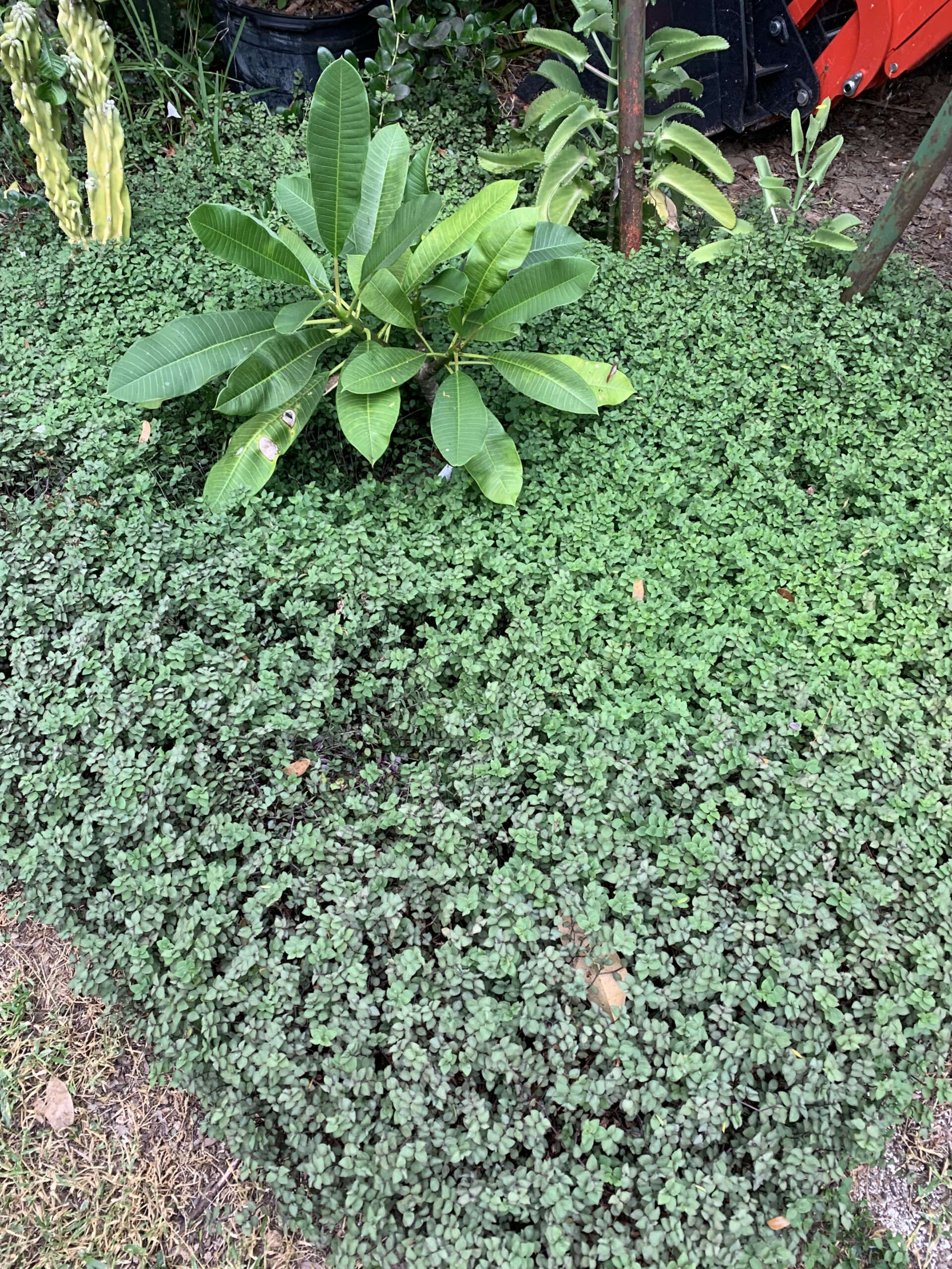 Orchard Ground Cover