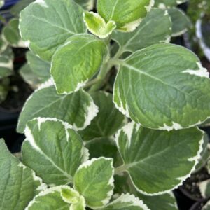 Variegated Cuban Oregano