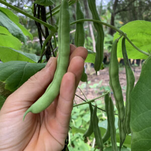 Full Beans - Appalachian Heirloom Delight