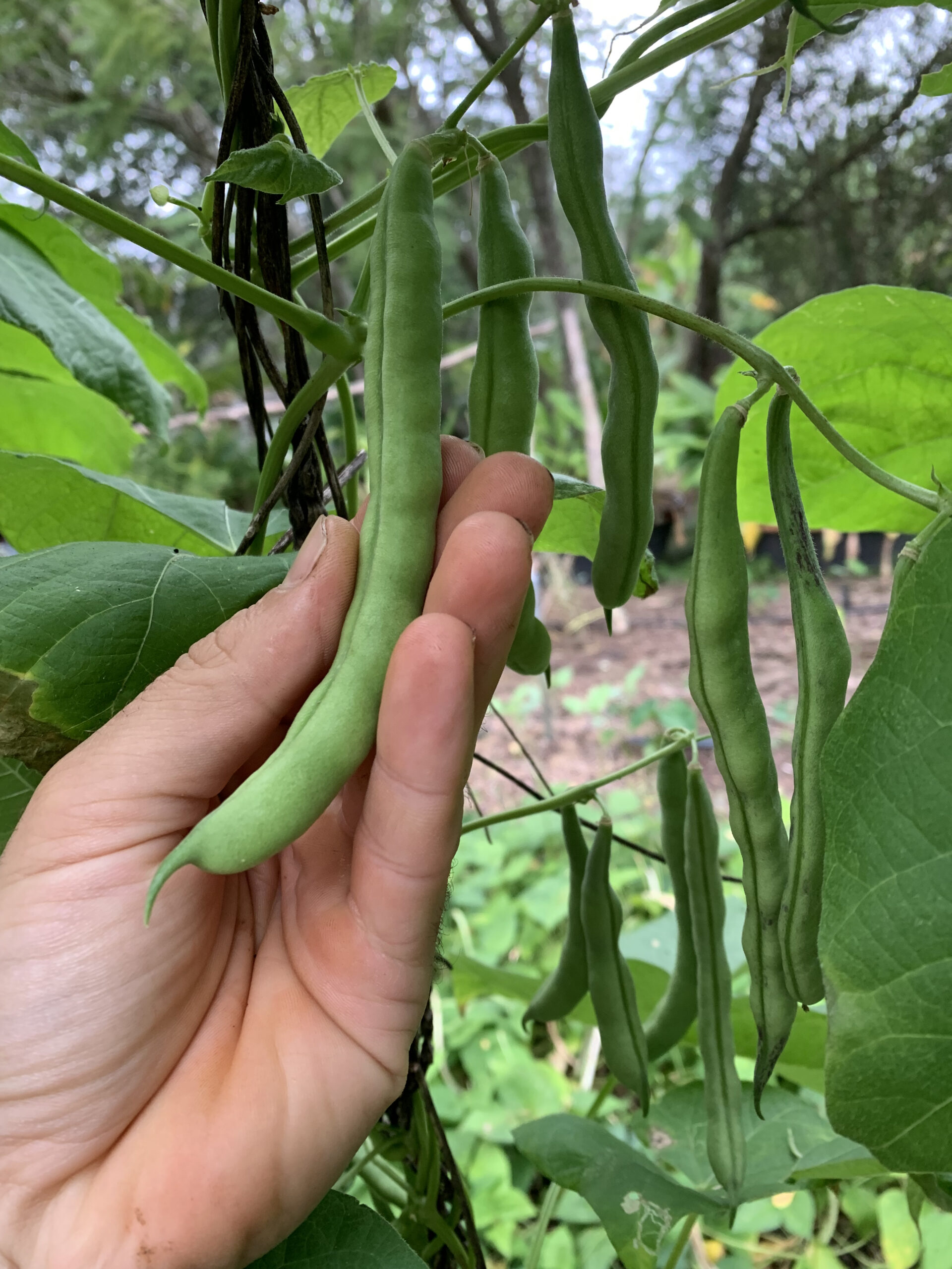 Full Beans - Appalachian Heirloom Delight