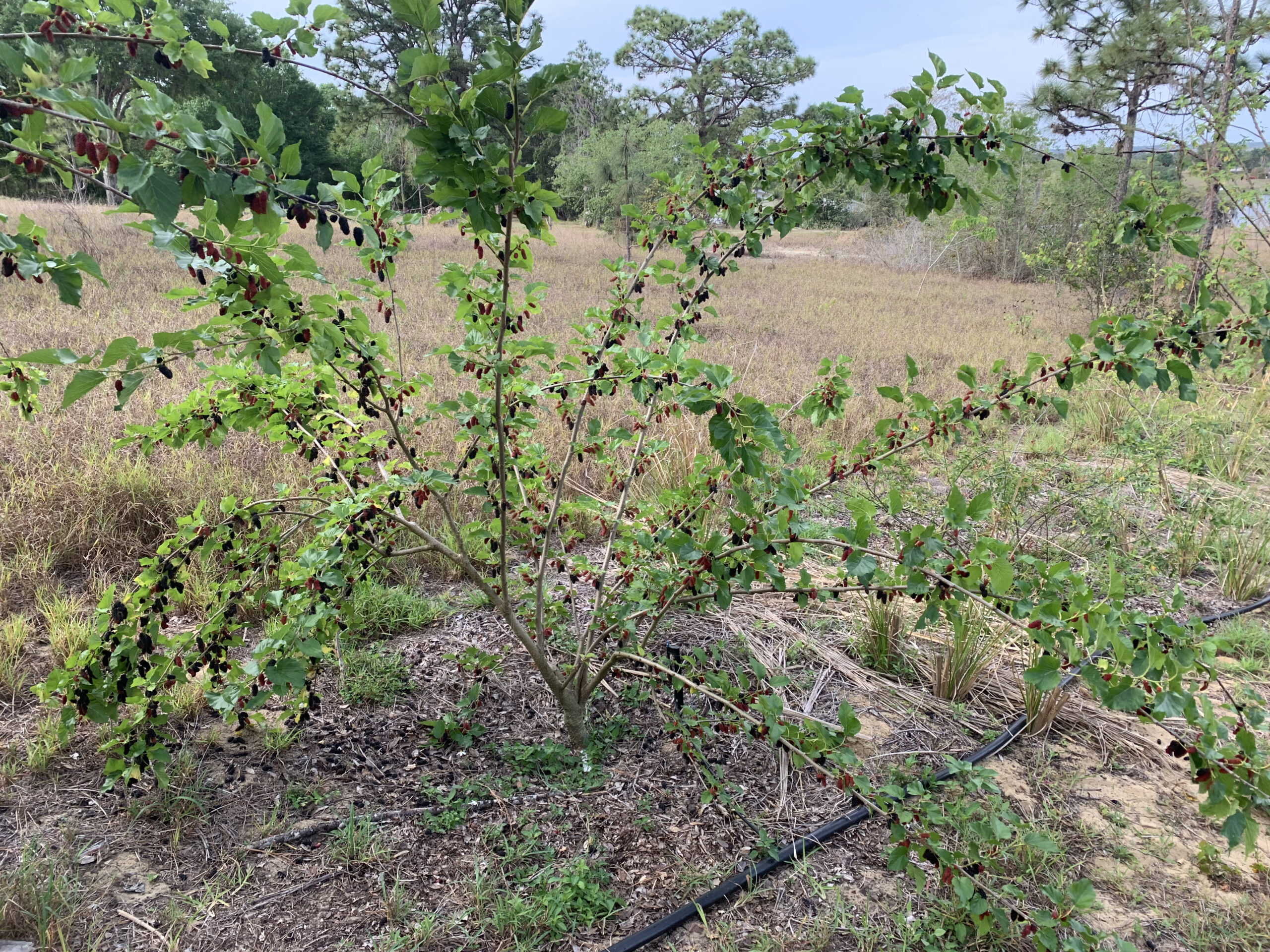 Chaing Mai #60 Mulberry - Commercial Thai Mulberry - Cuttings/Budwood - Image 3