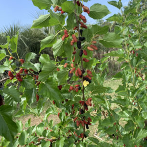 Chaing Mai #60 Mulberry - Commercial Thai Mulberry - Cuttings/Budwood