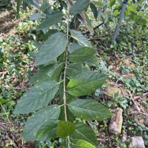 Ficus opposita - Experimental Fig Rootstock - Cuttings