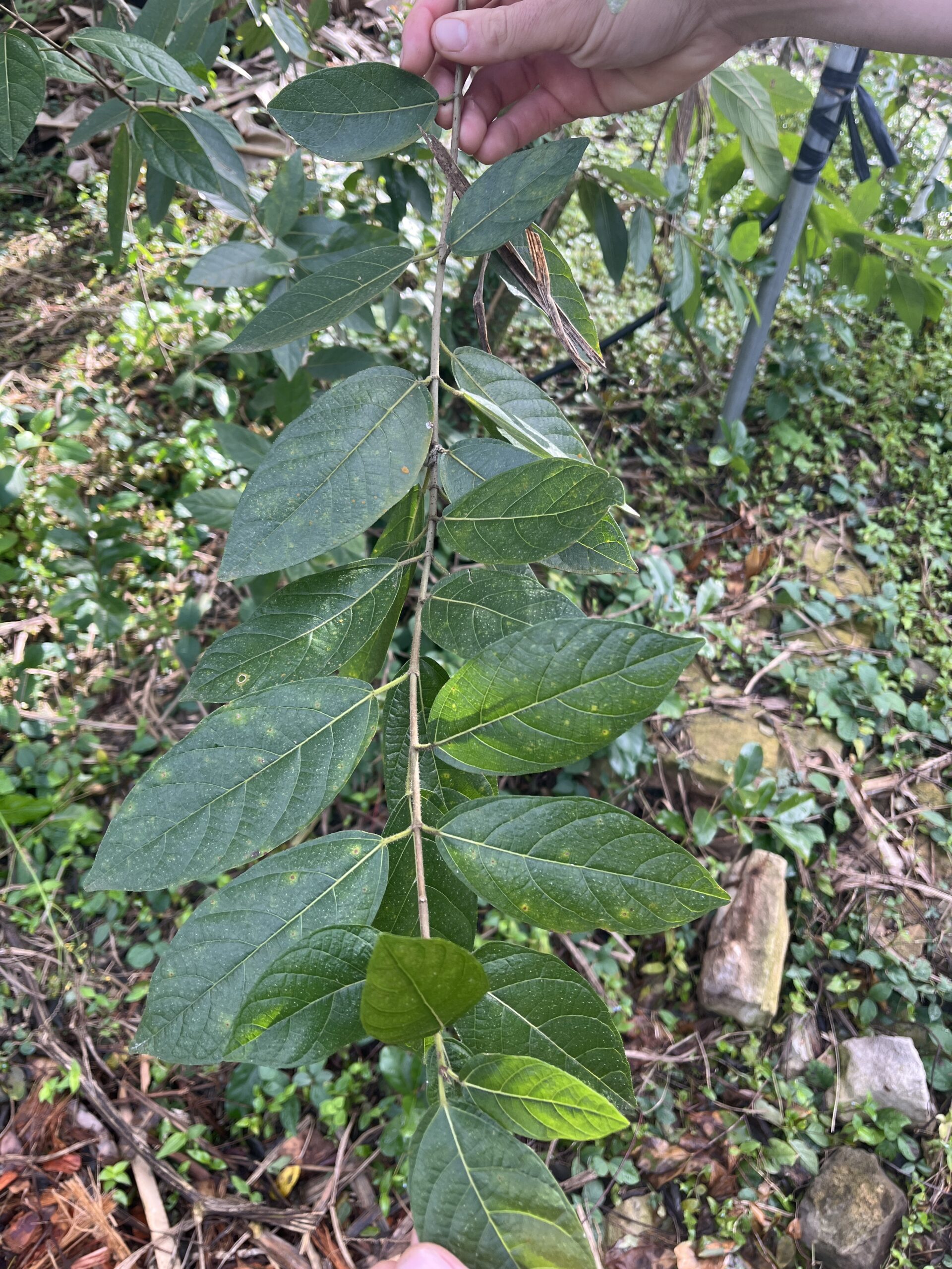 Ficus opposita - Experimental Fig Rootstock - Cuttings