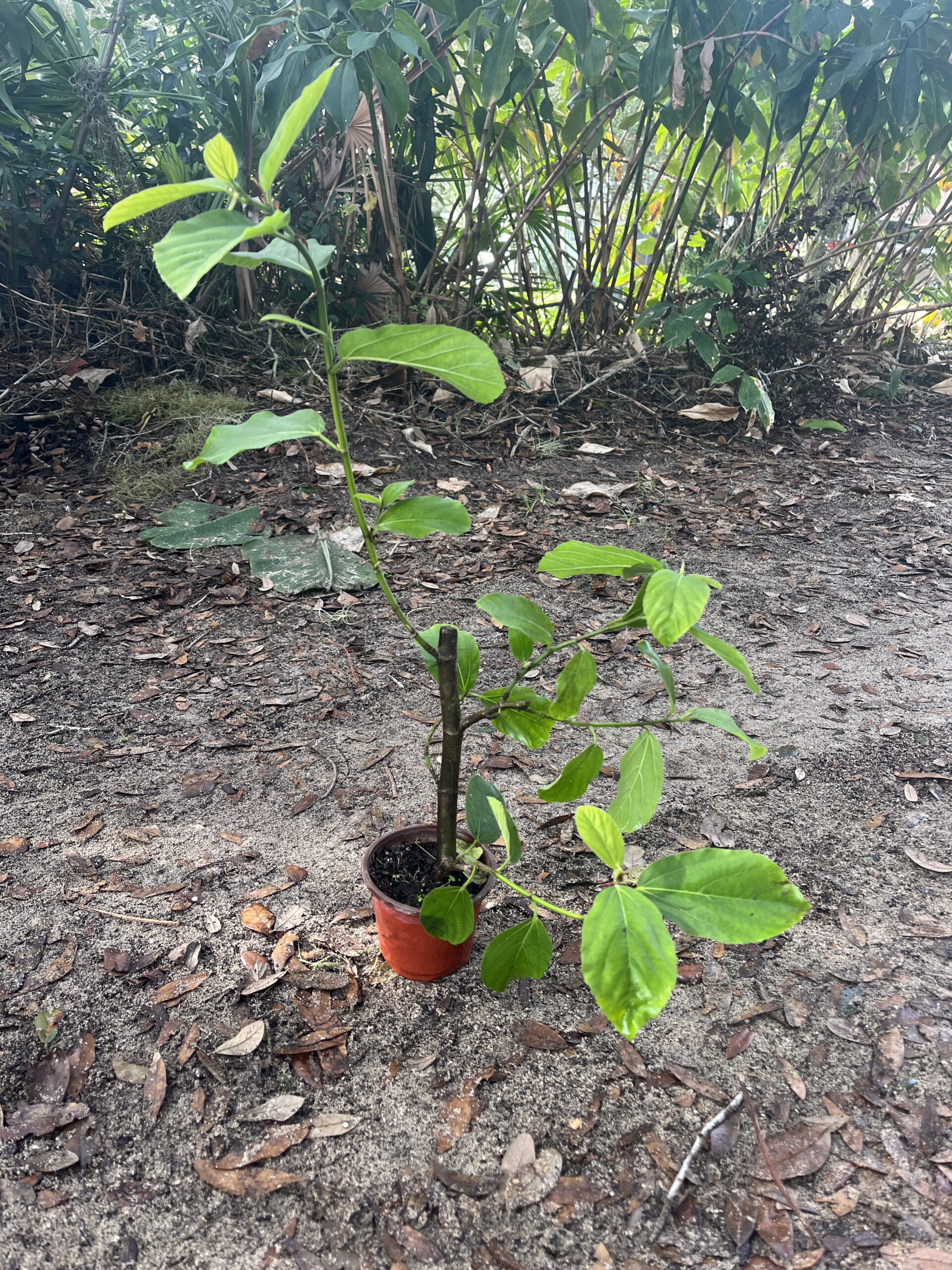 Ficus sycomorus- nematode resistant fig rootstock - Image 3
