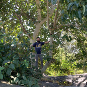 Ficus sycomorus- nematode resistant fig rootstock