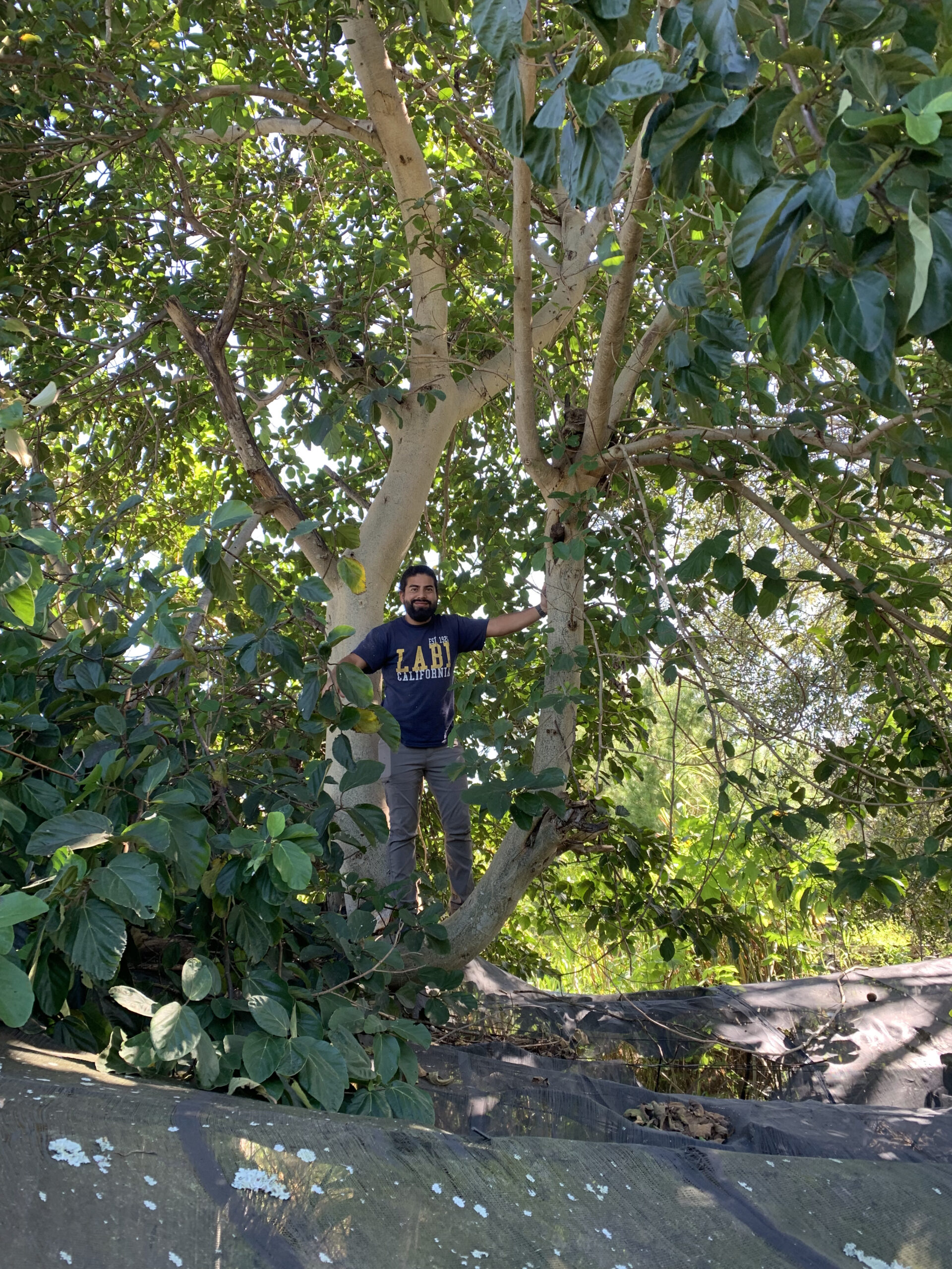Ficus sycomorus- nematode resistant fig rootstock