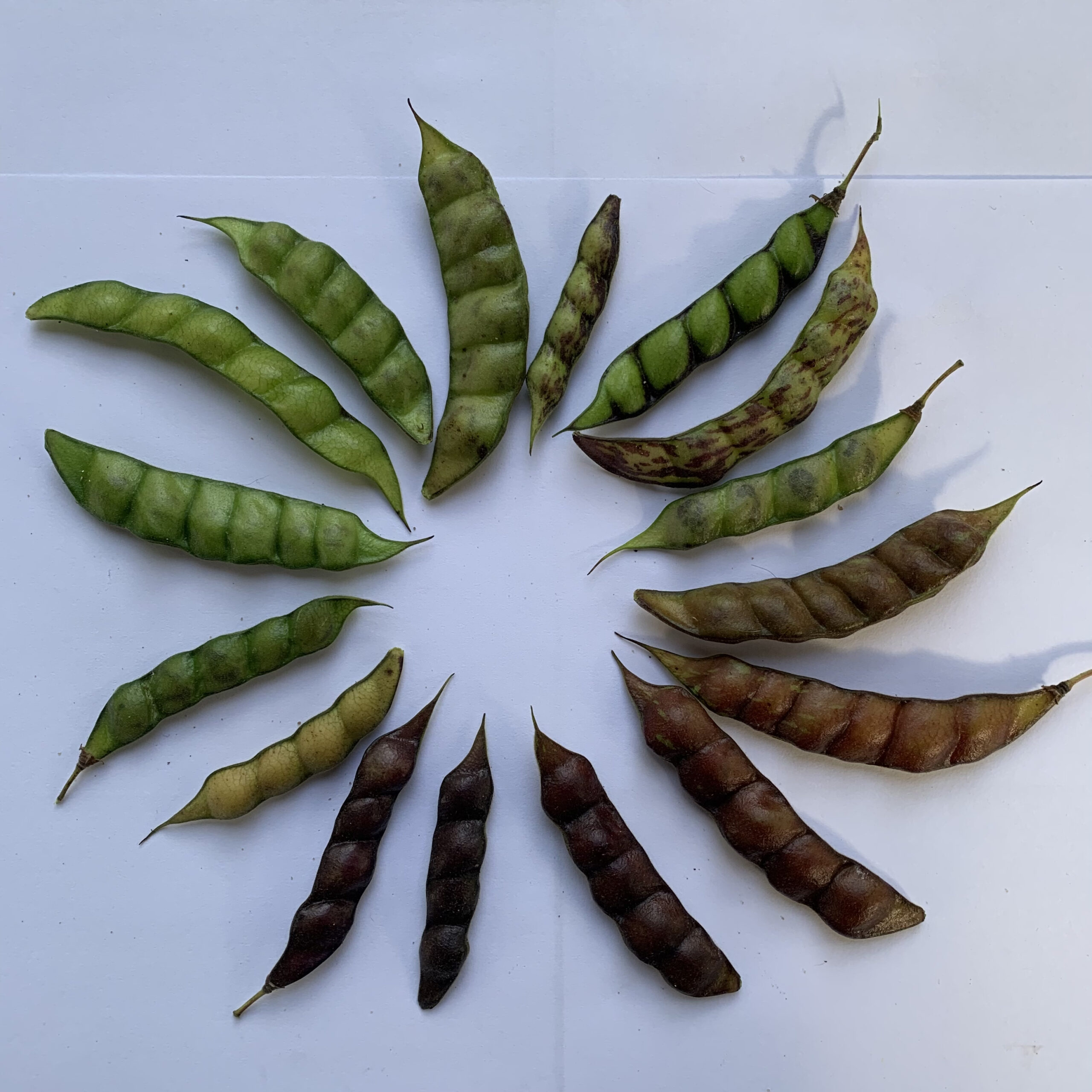 Rainbow Pigeon Pea Mix - Image 3