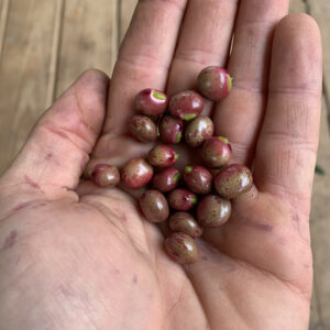 Sweet Red Pigeon Pea (Large peas, excellent vegetable type)