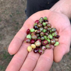 Rainbow Pigeon Pea Mix