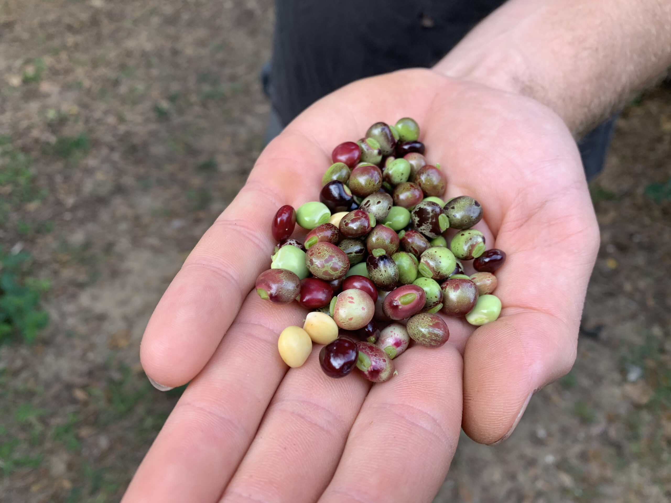 Rainbow Pigeon Pea Mix Cody Cove Farm And Nursery