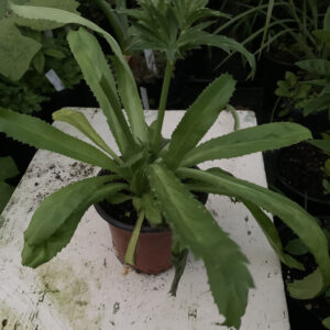 Culantro