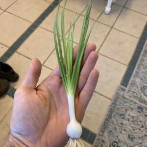Maria’s 365 Chives – Our Favorite Perennial Allium