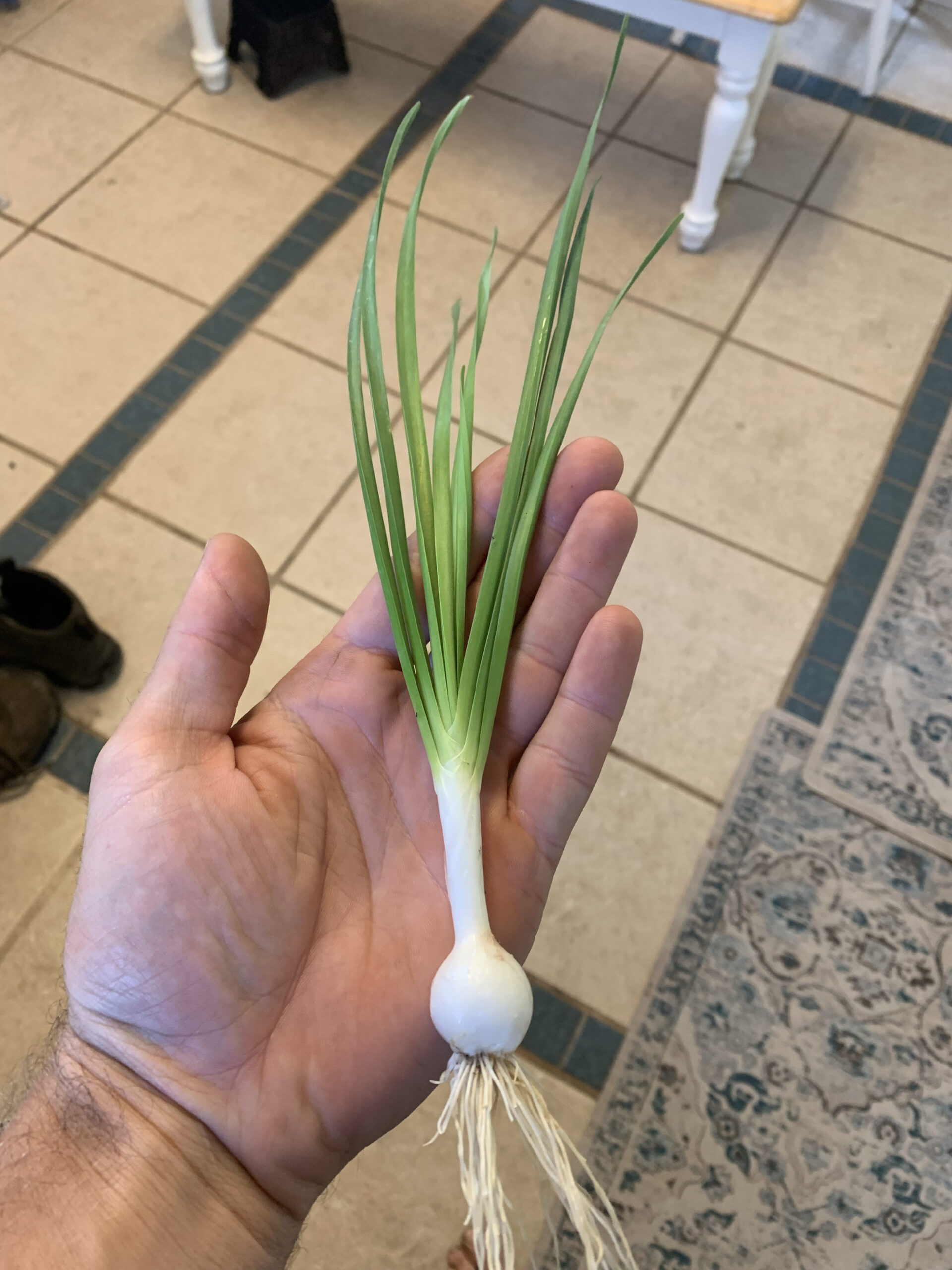 Maria’s Guatemalan Perennial Leeks - Cody Cove Farm & Nursery