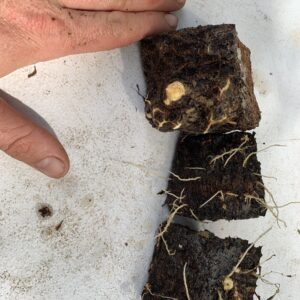 African Yam - Colombia - 3 Germinated Sets