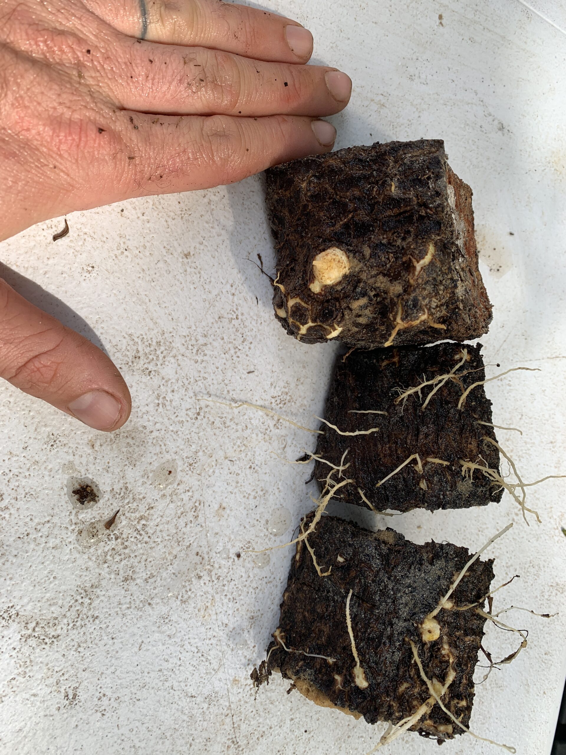 African Yam - Colombia - 3 Germinated Sets