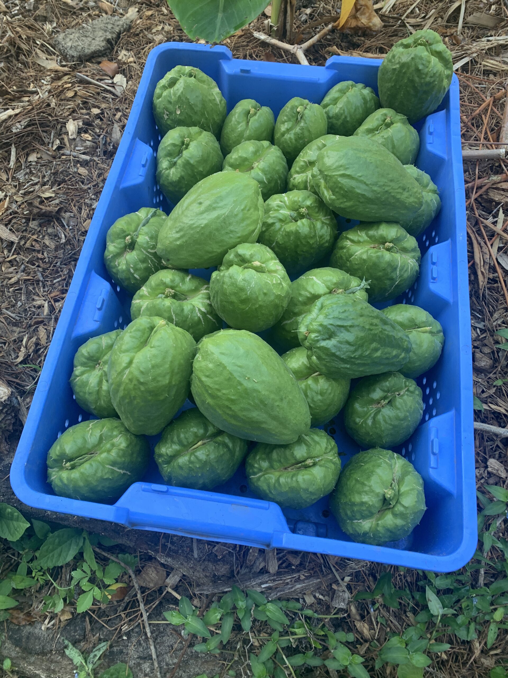 Chayote - “Kong” - Day Neutral Variety - Image 3