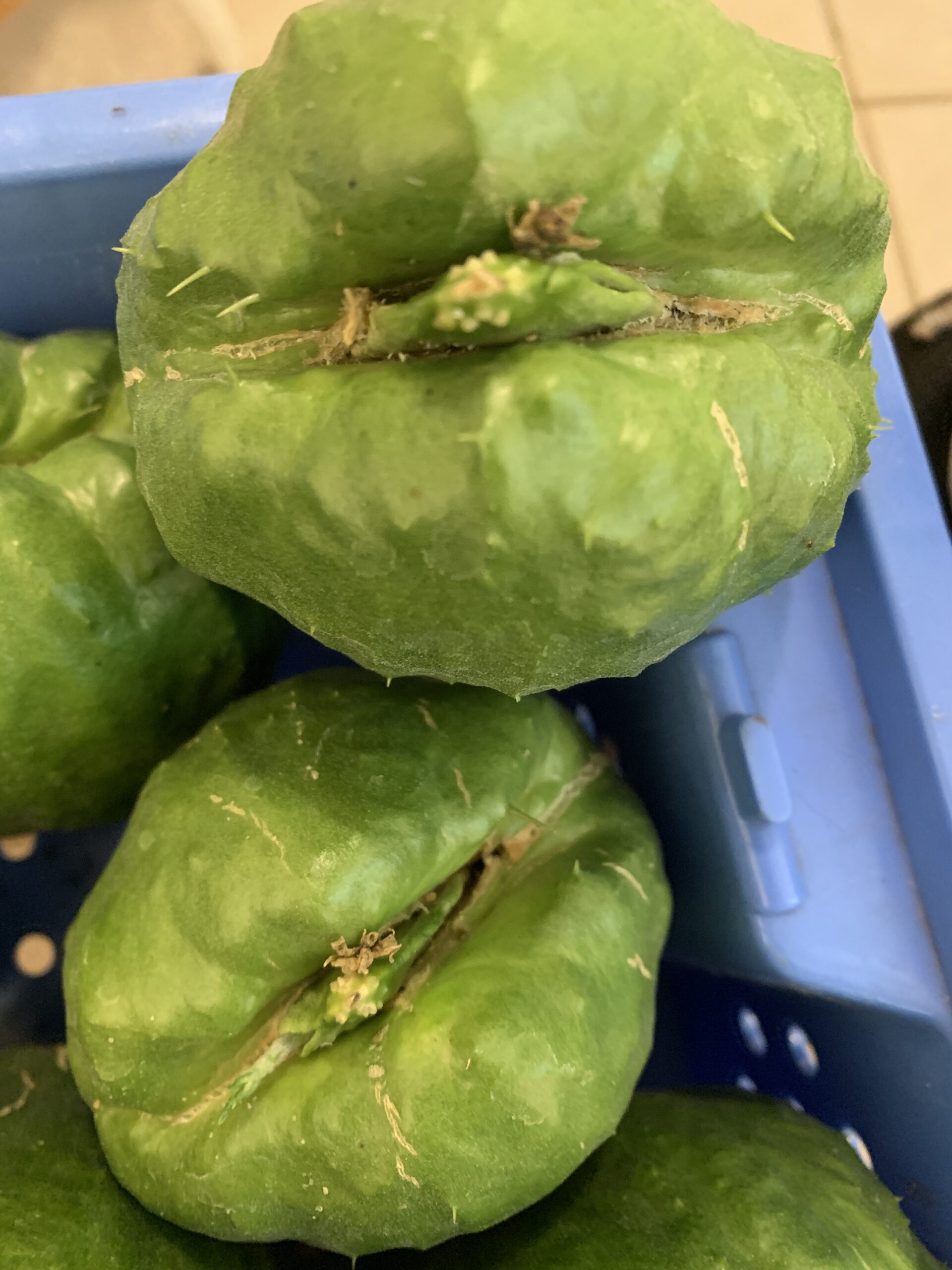 Chayote - “Kong” - Day Neutral Variety - Image 4