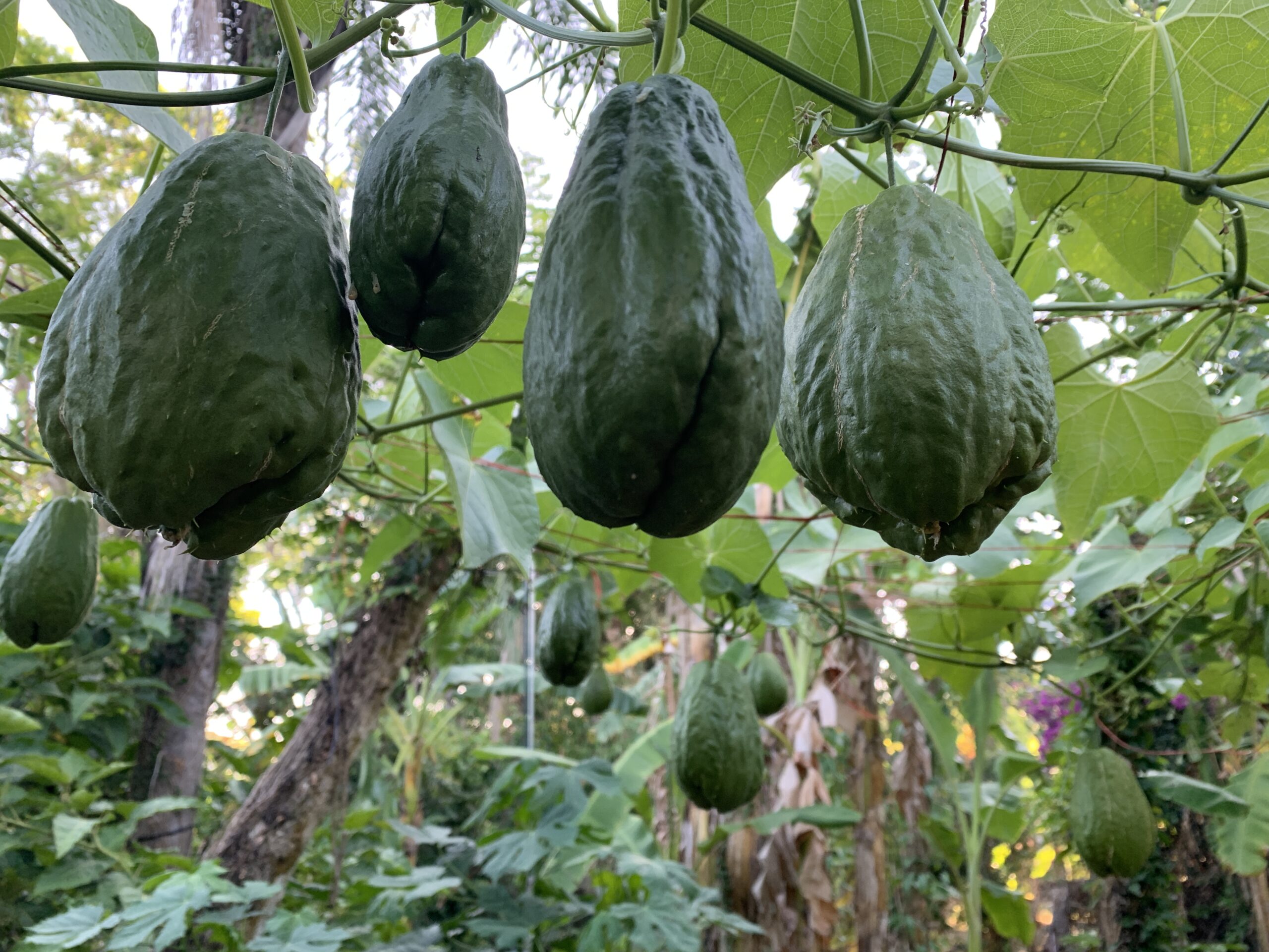 Chayote – “Kong” – Day Neutral Variety - Cody Cove Farm & Nursery