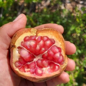 Vietnamese Pomegranate