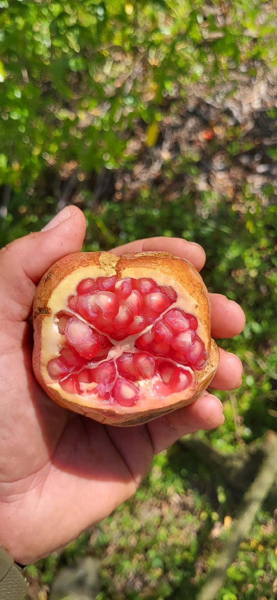 Vietnamese Pomegranate - Cody Cove Farm & Nursery