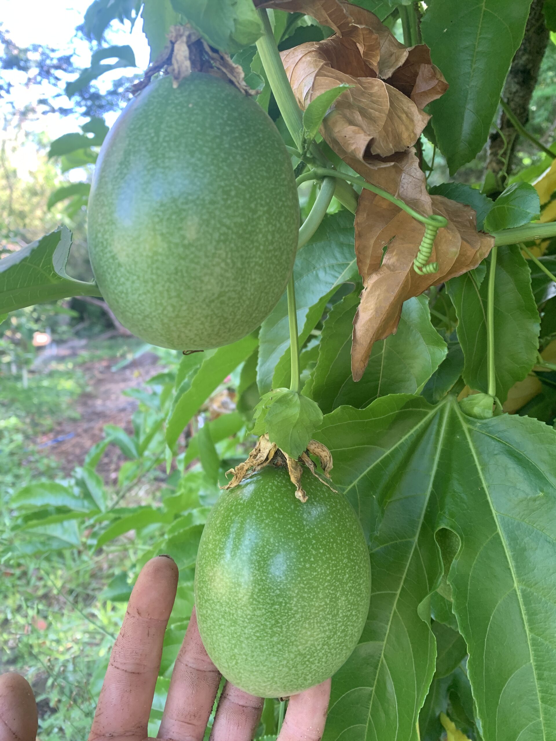 Hybrid #1 Passionfruit seed - Image 4