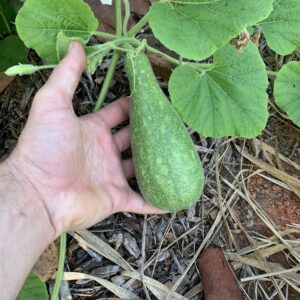 Mapudzi Edible Gourd - Delicacy!