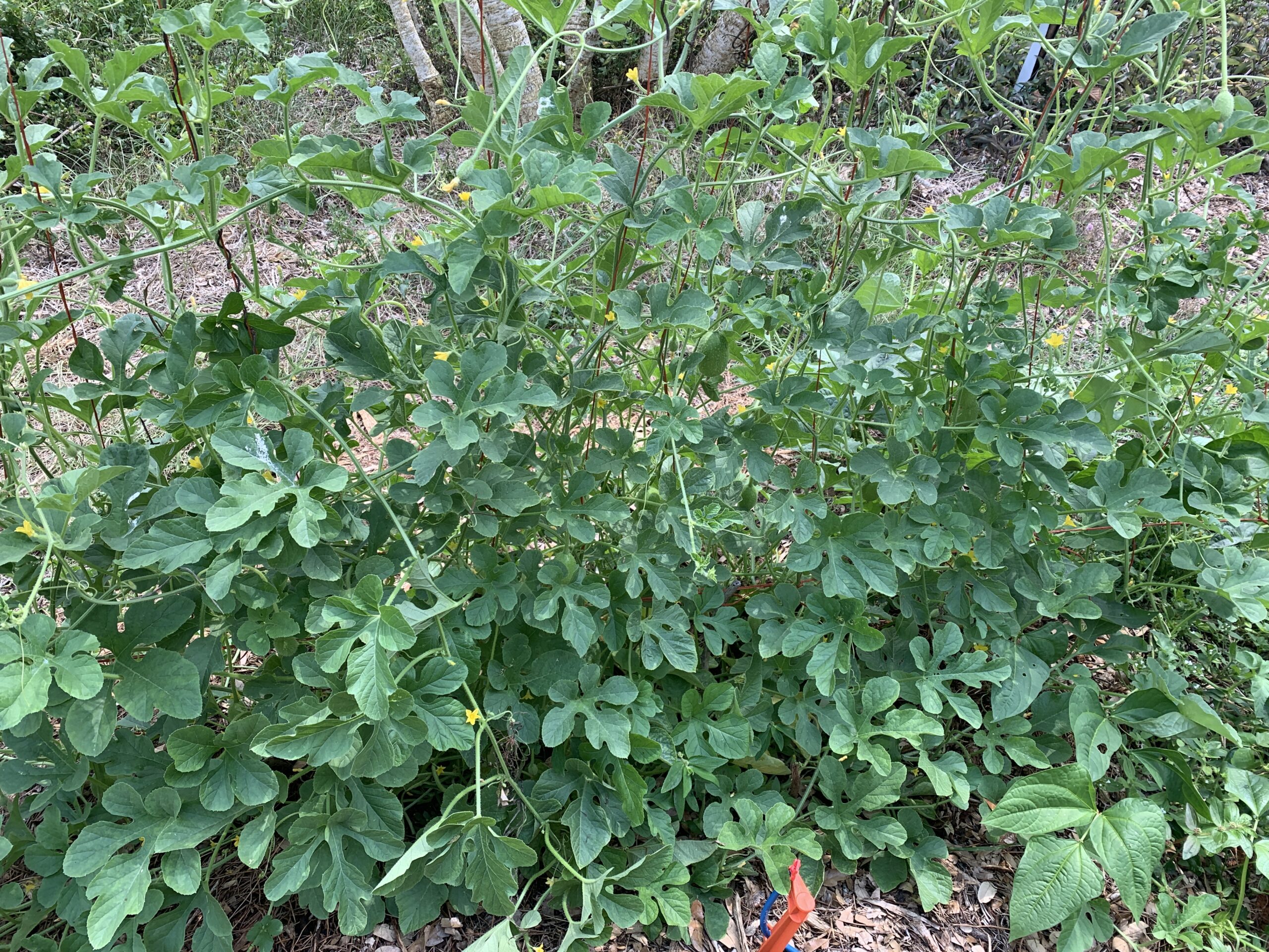 West Indian Burr Gherkin - Image 3