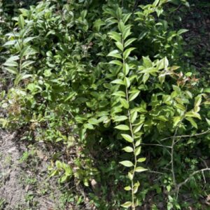 Ora Pro Nobis - Perennial Leafy Green