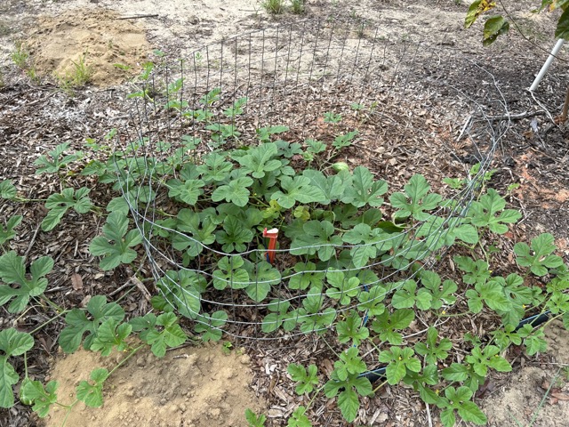 West Indian Burr Gherkin - Image 5
