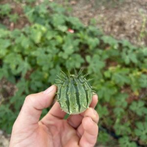 Zambian Cucumber