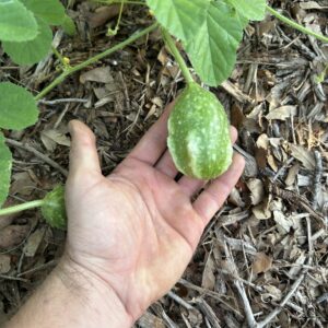 West Indian Burr Gherkin