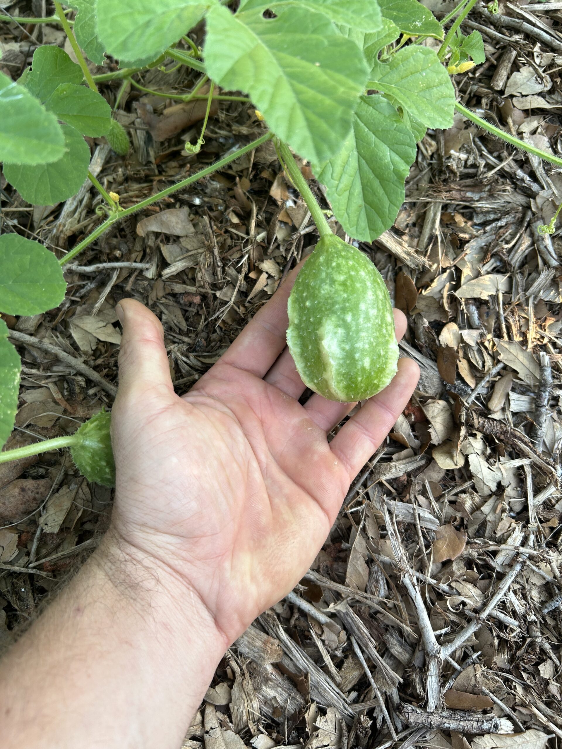 West Indian Burr Gherkin