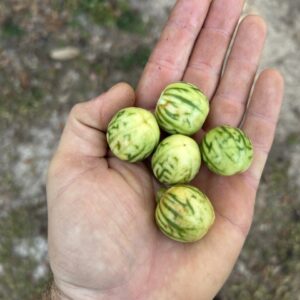 Sweet Red African Eggplant