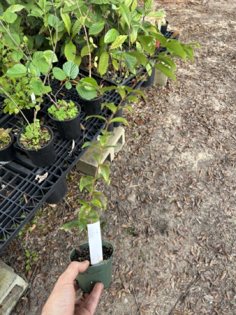 Improved Surinam Cherry - Cody Cove Farm & Nursery
