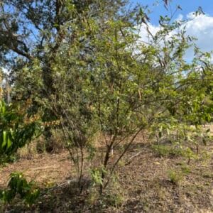 Luke’s Pigeon Pea - Good Biomass Variety