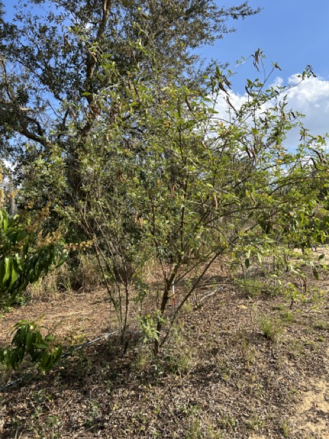 Luke’s Pigeon Pea - Good Biomass Variety